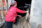 Rét âm 3 độ C, Lạng Sơn khẩn trương chống rét cho trâu bò
