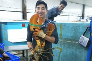 Chi cả chục triệu đồng mua tôm "khổng lồ" về ăn mà chợ vẫn cháy hàng
