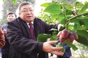 Trại giống đặc sản công nghệ cao độc đáo ở miền biên ải