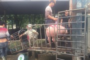Thủ phủ chăn nuôi lợn lớn nhất miền Bắc trong tâm bão dịch tả lợn Châu Phi