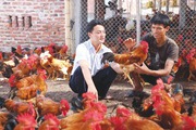 Tăng chăn nuôi gia cầm để cân đối nguồn cung thịt lợn