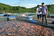 Người nuôi cá lồng bè phấn chấn chờ “hốt bạc” dịp Tết Canh Tý