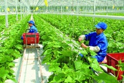 Doanh nghiệp mong tháo "nút thắt" về vốn để làm nông nghiệp công nghệ cao