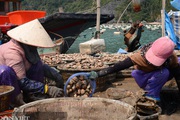 Hơn 100.000 tấn hải sản đã quá lứa: Ngư dân Quảng Ninh đứng ngồi không yên