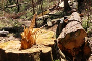 Vụ rừng bạch tùng trăm tuổi bị cưa hạ: Tổ trưởng Tổ nhận khoán bảo vệ rừng mua gỗ lậu?
