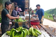 Lào Cai: Trung Quốc dừng nhập, giá chuối ở đây "chạm đáy" chỉ còn 2.000 đồng/kg