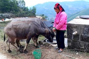 Lạng Sơn: Tăng cường công tác phòng chống đói, rét cho trâu, bò 