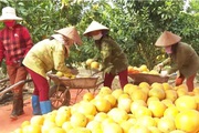 Một doanh nghiệp nông nghiệp hữu cơ tỉnh Bắc Giang vừa xuất khẩu thành công 36.000 quả bưởi đào đường sang nước nào?