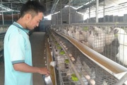 Ăn nên làm ra nhờ nuôi loài gà ác