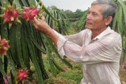 Long An: Một lão nông xuất khẩu được 27 tấn thanh long sang Hà Lan