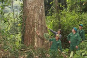 Sơn La: Khi người dân đồng hành cùng kiểm lâm giữ rừng