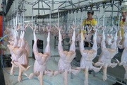 Chuẩn bị xuất khẩu thịt gà sang Nga