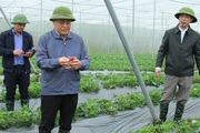 Lạng Sơn: Quan tâm đầu tư phát triển các mô hình HTX nông nghiệp, chăn nuôi 