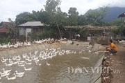 Lai Châu: Nuôi 700 con chạy lạch bạch, kêu cạc cạc sáng dậy mỏi tay nhặt trứng