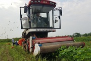Thuê hàng nghìn hecta trồng đậu tương rau xuất khẩu