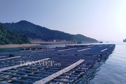Chủ tịch tỉnh Quảng Ninh: Khẩn trương tìm nhà đầu tư khu sản xuất giống nhuyễn thể Vân Đồn