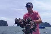 "Cánh đồng" lạ mắt trên vịnh Bái Tử Long, dân Vân Đồn đi “gặt” loài béo ngậy, ngọt lừ