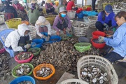 Quảng Ninh: Giá bán hàu sữa Vân Đồn tiếp tục "chìm", dân nuôi loài béo ngậy này thua lỗ