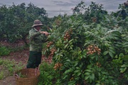 Giá nhãn, giá thanh long chỉ bằng bó rau muống, bán 3 tấn được 10 triệu, nông dân suy sụp