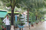 Bến Tre: Bất ngờ ở vùng đất đáng sống, khu phố trồng những cây dừa thấp tè mà ra trái quá trời