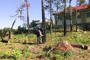 Khánh Hoà: Đáng ngại, sốt đất làm vườn bởi cứ trồng cây ăn quả là "nghe đồn" thu bạc tỷ