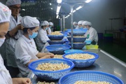 Hạt điều giả mạo hạt điều Bình Phước bán tràn lan trên mạng