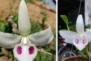 Thấy gì qua các giao dịch lan đột biến?
