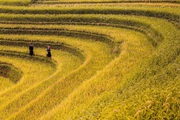 Emagazine: Những điểm ngắm lúa chín vàng đẹp ngất ngây ở phía Bắc
