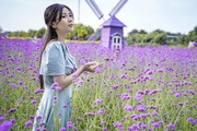 Có một cánh đồng hoa oải hương thảo đẹp ngất ngây ở Hà Nội
