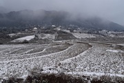 Lào Cai: Tuyết rơi phủ trắng nhiều nơi, trâu, bò chết rét, nông dân thiệt hại hàng tỷ đồng