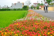 Nam Định: Đến Hải Hậu để tận hưởng về miền quê đáng sống, trù phú và hiện đại 