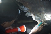 Tổ của loài chim này có thể mang về 5.000 tỷ đồng cho Việt Nam