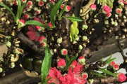 Bỏ tiền triệu mua cành đào lạ, "thượng đế" ngã ngửa với cú lừa của dân buôn