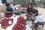Trồng 6000m2 quả đỏ như cà chua, 8X Sơn La “đút túi” gần nửa tỷ đồng mỗi vụ