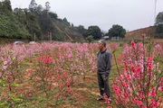 Lào Cai: Vườn hoa đào Tết nở bung đẹp mê li, khách háo hức xin vô còn chủ "buồn như trấu cắn". Vì sao?
