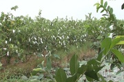 Anh nông dân trồng ổi theo quy trình VietGAP, mỗi năm thu về gần nửa tỷ đồng