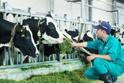 Bên thềm năm Tân Sửu bàn chuyện tăng tốc phát triển đàn đại gia súc