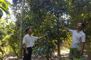 Quảng Nam: Trồng "nữ hoàng" măng cụt, dân ở nơi này từ thoát nghèo mà vươn lên làm giàu