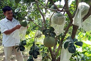 Vì sao cây ra ít trái mà giá bưởi da xanh ở tỉnh Hậu Giang vẫn giảm 1 nửa, vườn vắng vẻ khác lạ?