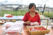Sơn La: Trồng loại quả đỏ như gấc bán Tết, nông dân lãi hàng trăm triệu đồng