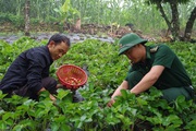 
Đưa giống cây ra quả đỏ chót lên bản Mông, A Chảo có thu nhập khá
