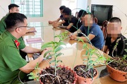 Công an cảnh báo bẫy "bong bóng" hoa lan đột biến