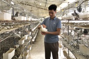 Nuôi loài chim đẻ sòn sòn, mỗi tháng bán 3.000 con, một ông nông dân Hà Nội thu lãi 1 tỷ đồng/năm