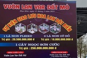 Chấn động: 250 tỷ đồng vụ giao dịch lan đột biến tại Quảng Ninh, giá trị thực hay chiêu trò thổi giá?