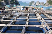 Ngao hai cùi ở Quảng Ninh rớt giá khiến người nuôi lao đao