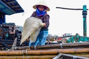 Vào mùa sứa biển, ngư dân Thanh Hóa có tiền triệu nhờ "lộc trời"