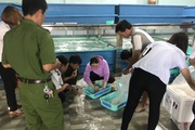 Khánh Hòa: Lực lượng chức năng xử phạt cơ sở cung cấp tôm hùm giống 15 triệu đồng