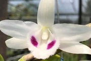 Hòa Bình: Hoa lan đột biến mua bán hàng tỷ đồng, ngành giáo dục của huyện này yêu cầu giáo viên không tham gia