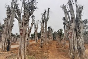 Ảnh: Hàng trăm cây cổ thụ bị "đào tận gốc, trốc tận rễ" rao giá trăm triệu nằm so đũa giữa Thủ đô Hà Nội