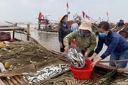 Trung Quốc ngừng "ăn", ngư dân Nghệ An đành bán rẻ "lộc biển" cho thương lái